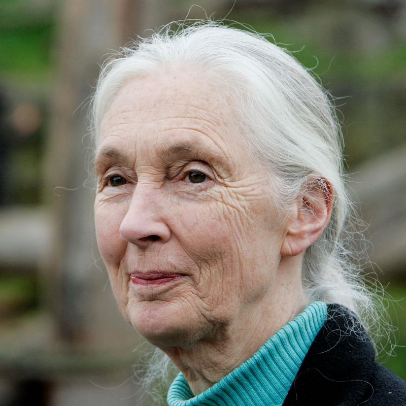 Primatologist Jane Goodall